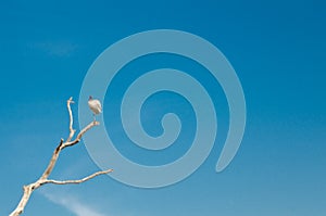 Beautiful white ibis bird perched on a dry leafless twig isolated on blue sky background.