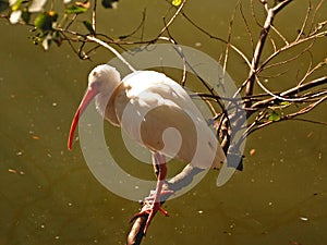 Beautiful white ibis Perched on a branch
