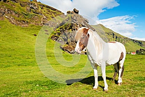 Beautiful white icelandic horse on the green field