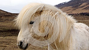 Beautiful white Icelandic horse portrait. Horseâ€™s mane moving