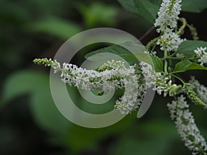 Beautiful white inflorescence of Buddleja Paniculata or Panicled Butterfly Bush.