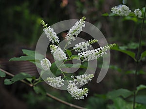 Beautiful white inflorescence of Buddleja Paniculata or Panicled Butterfly Bush.