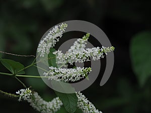 Beautiful white inflorescence of Buddleja Paniculata or Panicled Butterfly Bush.