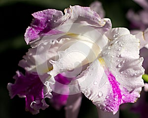 Beautiful white iris with dew drops on petals