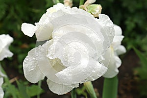 Beautiful white iris flower with dew drops outdoors, closeup