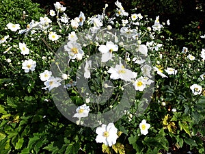 Beautiful white Japanese Anemone flowers.