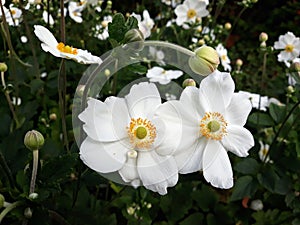 Beautiful white Japanese Anemone flowers.