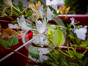 Beautiful white Japanese honeysuckle flowers
