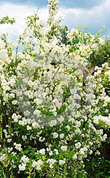 A beautiful white Jasmine bloomed in the garden.