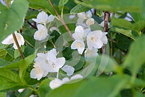 A beautiful white jasmine bloomed in the garden.