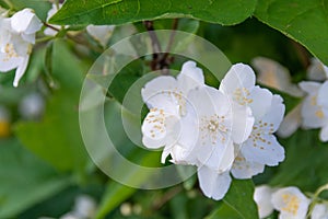 A beautiful white jasmine bloomed in the garden.