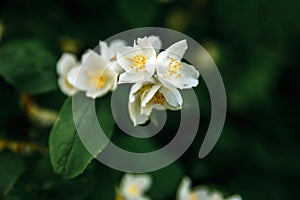 Beautiful white jasmine blossom flowers in spring time. Background with flowering jasmin bush. Inspirational natural floral spring