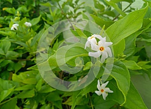 Beautiful white jasmine flower blooming in green leaves plant growing in garden, nature photography, gardening background