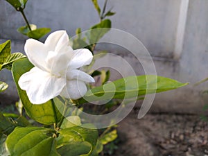 Beautiful white jasmine flower and its buds in nature in botanical garden summer season