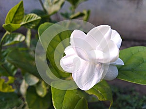 Beautiful white jasmine flower and its buds in nature in botanical garden summer season