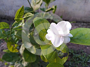 Beautiful white jasmine flower and its buds in nature in botanical garden summer season