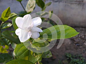 Beautiful white jasmine flower and its buds in nature in botanical garden summer season