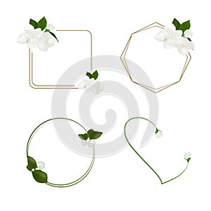 Beautiful white jasmine flower vector isolated on white background, illustration for decorating text frames, element floral design