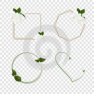 Beautiful white jasmine flower vector on white background, illustration for decorating text frames, element floral design for bann
