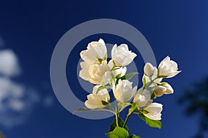 Beautiful White Jasmine Flowers on Bright Blue Sky Background