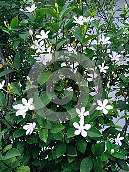 Beautiful white jasmine flowers for home decoration?