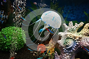 Beautiful white jellyfish in the water on blue background