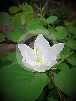 Beautiful white kanchan flower