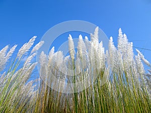 Beautiful white kash or kans grass flower with blue sky