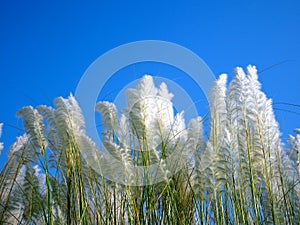 Beautiful white kash or kans grass flower with blue sky