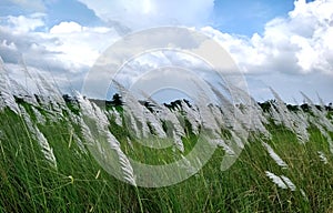 Beautiful white kash or Kans grass flower with blue sky white cloud