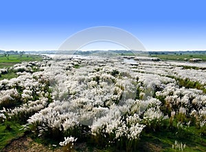 Beautiful white kash or kans grass flowers growing on an Indian river bed with blue sky background