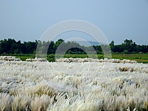 Beautiful white kash or kans grass flowers growing on an Indian river bed with blue sky background