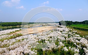 Beautiful white kash or kans grass flowers growing on an Indian river bed with blue sky background