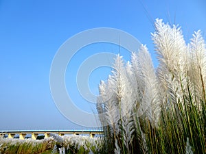 Beautiful white kash or kans grass flowers growing on an Indian river bed under a bridge with blue sky background