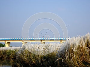 Beautiful white kash or kans grass flowers growing on an Indian river bed under a bridge with blue sky background