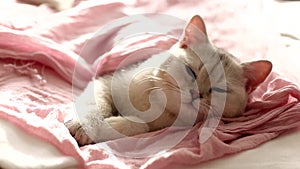 a beautiful white kitten sleeps on a pink blanket in the sunlight, wakes up, looks at the camera and sleeps further.
