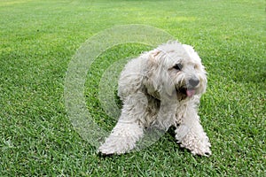 Beautiful white Labradoodle medium breed dog, sitting and lying on the grass of the field by the lake side