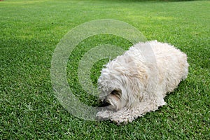 Beautiful white Labradoodle medium breed dog, sitting and lying on the grass of the field by the lake side