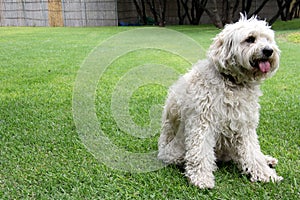 Beautiful white Labradoodle medium breed dog, sitting and lying on the grass of the field by the lake side