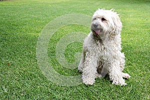 Beautiful white Labradoodle medium breed dog, sitting and lying on the grass of the field by the lake side