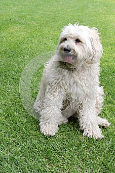 Beautiful white Labradoodle medium breed dog, sitting and lying on the grass of the field by the lake side