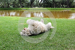 Beautiful white Labradoodle medium breed dog, sitting and lying on the grass of the field by the lake side