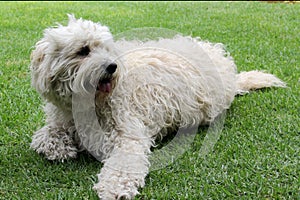 Beautiful white Labradoodle medium breed dog, sitting and lying on the grass of the field by the lake side