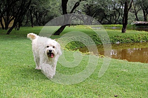 Beautiful white Labradoodle medium breed dog, walking in the grass by the lake side