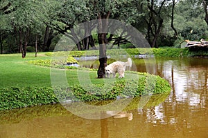 Beautiful white Labradoodle medium breed dog, walking in the grass by the lake side