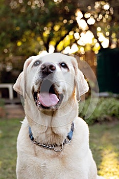 A beautiful white Labrador dog in a garden