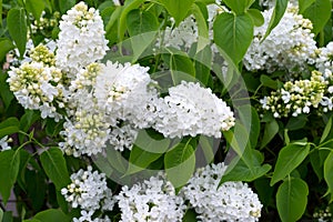 Beautiful white lilac flowers