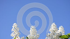 Beautiful white lilac flowers with blue sky background. Elegant artistic image nature. Banner forma