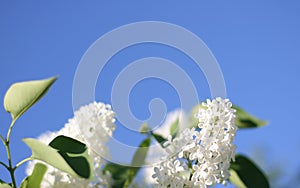 Beautiful white lilac flowers with blue sky background. Elegant artistic image nature. Banner forma