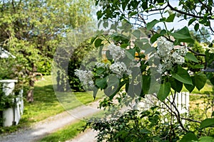 Beautiful white lilac flowers branches on green leaves garden background natural spring purple pink violet blooming varietal lilac